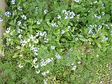 ForgetMeNot White Blue 